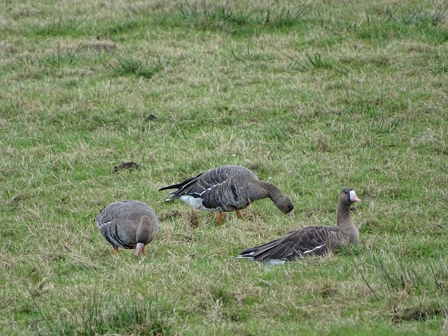 畅的传球和 畅的传球和
